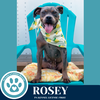 adoptable Dog in , PA named Rosey 071925