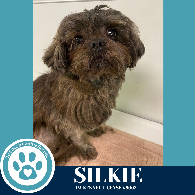 adoptable Dog in Kimberton, PA named Silkie (Mom to Sindy Lou) 071925