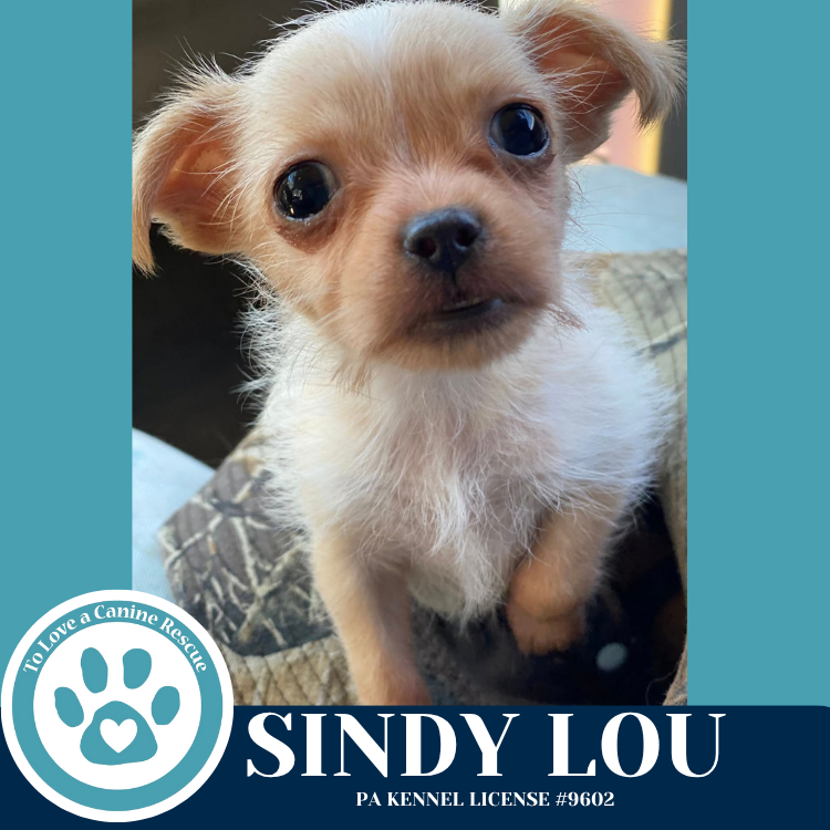 adoptable Dog in Kimberton, PA named Sindy Lou (Silkie's Pup) 071925