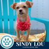 adoptable Dog in , PA named Sindy Lou (Silkie