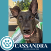 adoptable Dog in kimberton, PA named Cassandra (Mom to Cassandra