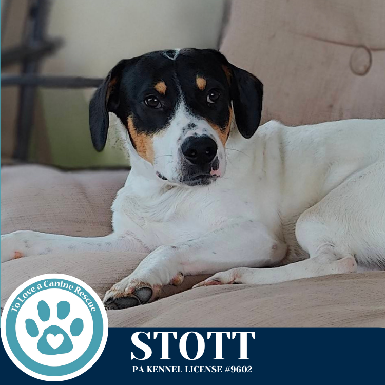 adoptable Dog in Kimberton, PA named Stott (Philly Fanatics) 052425