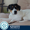 adoptable Dog in  named Stott (Philly Fanatics) 052425