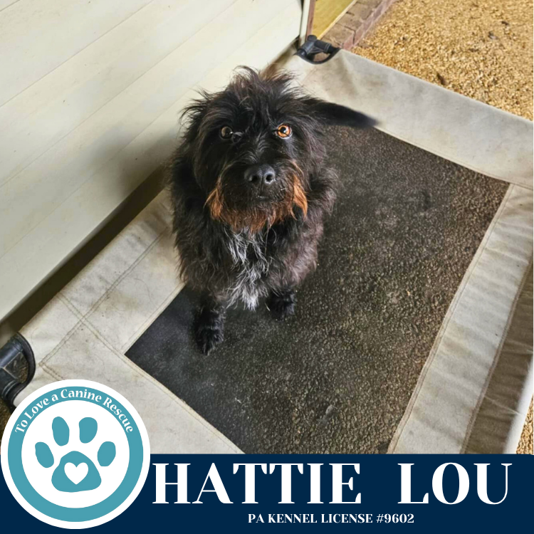 adoptable Dog in Kimberton, PA named Hattie Lou 072625