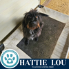 adoptable Dog in  named Hattie Lou 072625