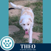 adoptable Dog in  named Theo 072625