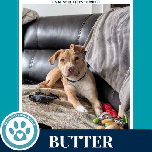 BUTTER (THE BAKING BUNCH) 080925 - Hound / Labrador Retriever available for adoption
