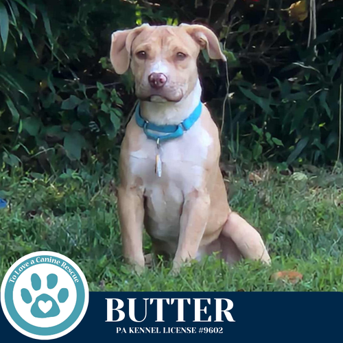 BUTTER (THE BAKING BUNCH) 080925 - Hound / Labrador Retriever available for adoption