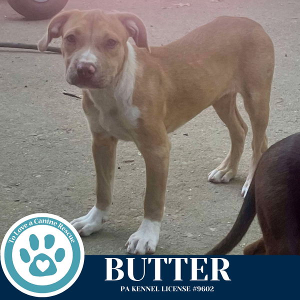 Butter (The Baking Bunch) 080925