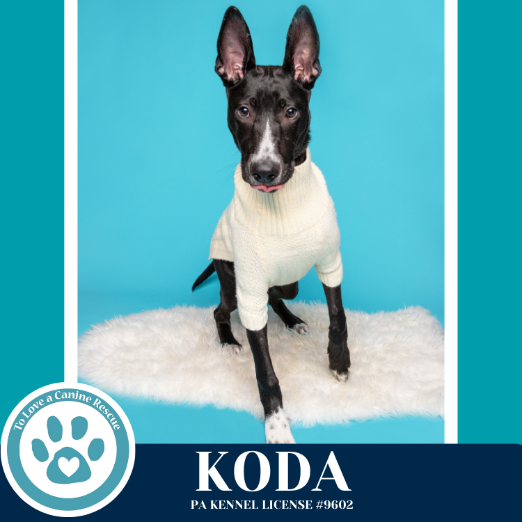 Koda 101125