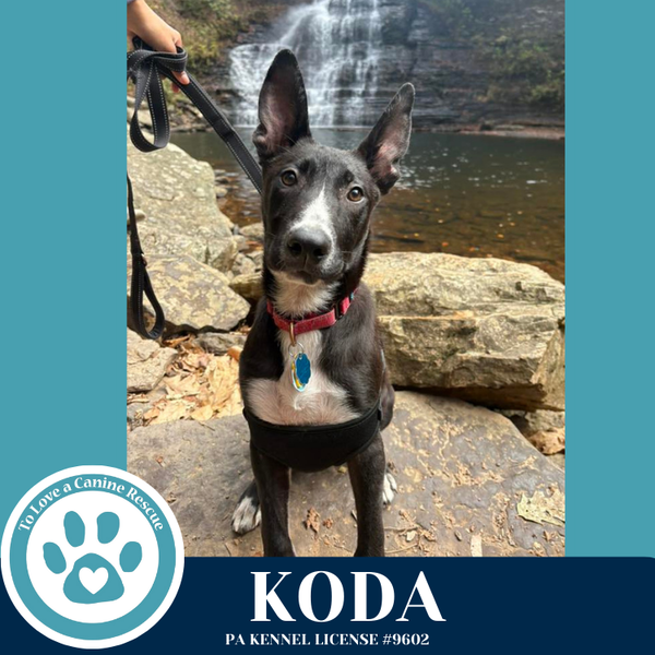 Koda 101125