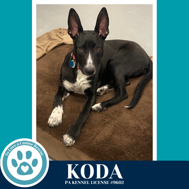 Koda 101125 Image