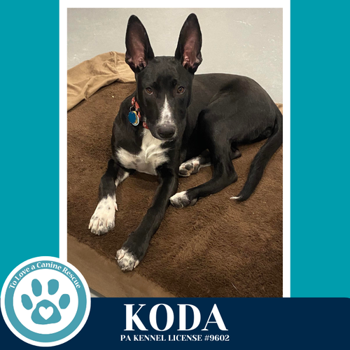 KODA 101125 - Terrier / Labrador Retriever available for adoption