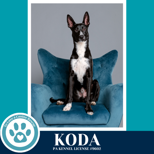 Koda 101125, an adoptable Shepherd in Kimberton, PA