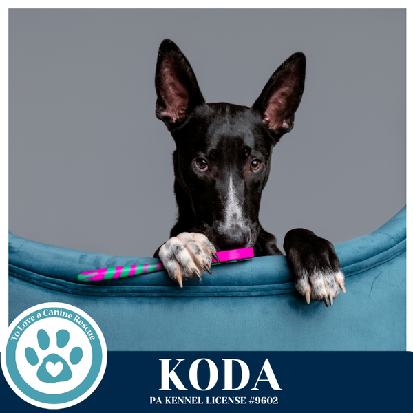 Koda 101125