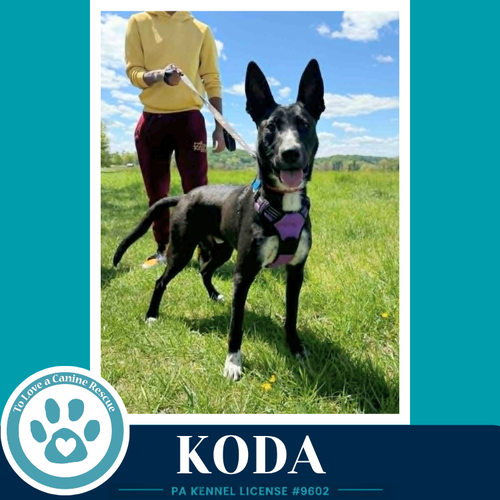 Koda 101125, an adoptable Shepherd in Kimberton, PA