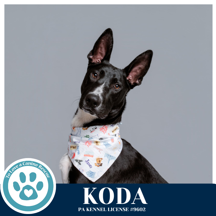 Koda 101125