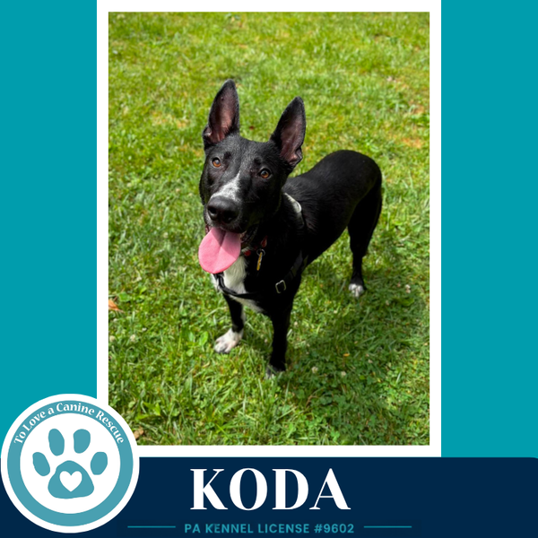 Koda 101125