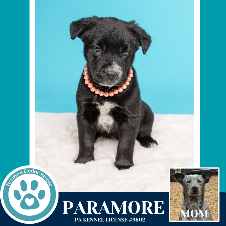 Paramore (Ellie May's Warped Tour Setlist)
