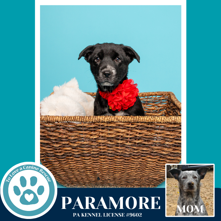 Paramore (Ellie May's Warped Tour Setlist) Image