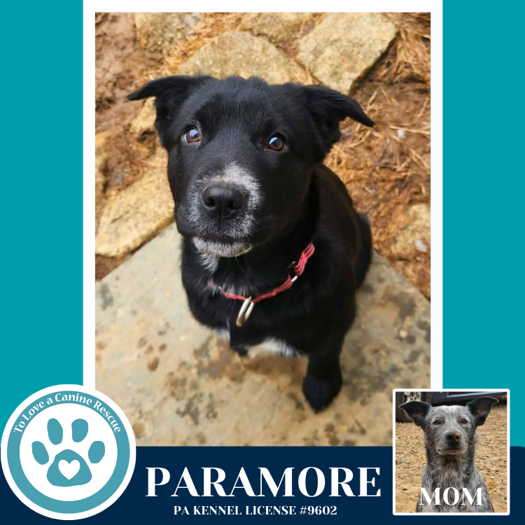 Paramore (Ellie May's Warped Tour Setlist)