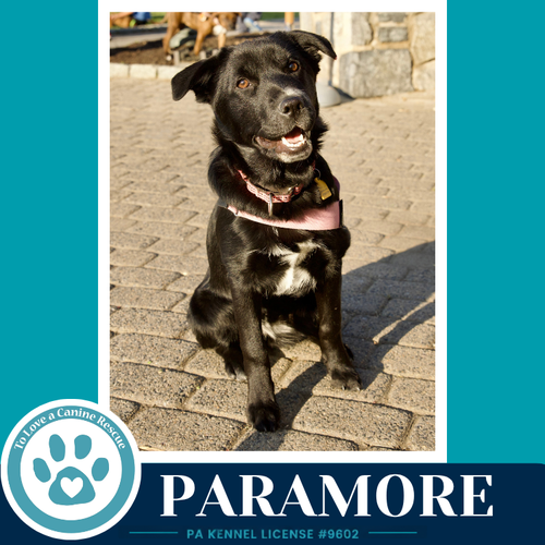 Paramore (Ellie May's Warped Tour Setlist), an adoptable Border Collie in Kimberton, PA
