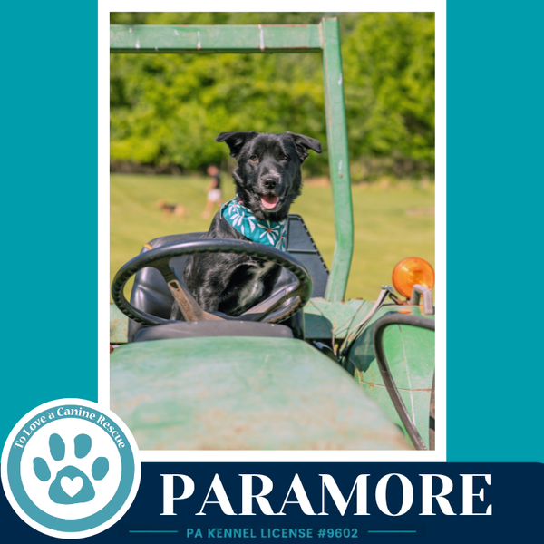 Paramore (Ellie May's Warped Tour Setlist)
