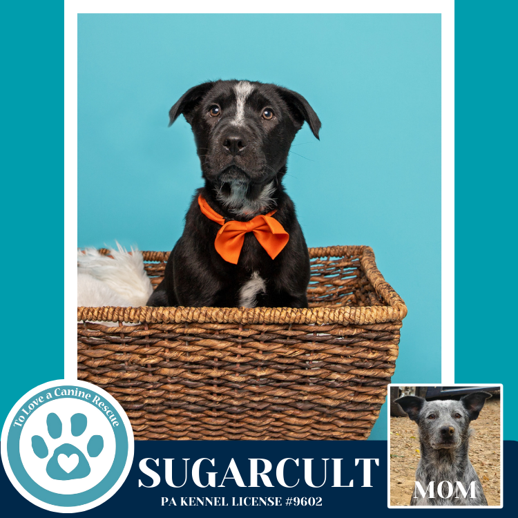 Sugarcult (Ellie May's Warped Tour Setlist) Image