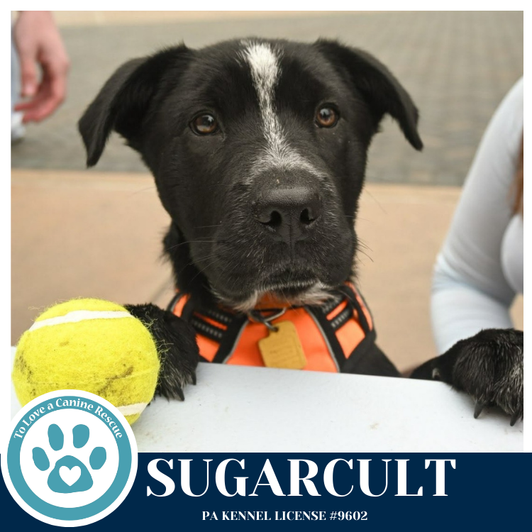 Sugarcult (Ellie May's Warped Tour Setlist)