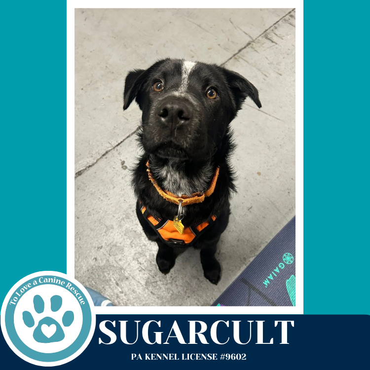 Sugarcult (Ellie May's Warped Tour Setlist)