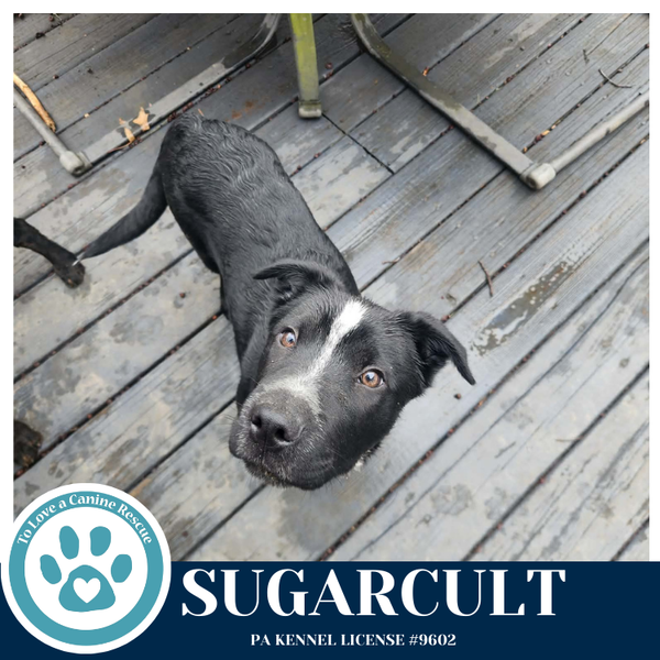 Sugarcult (Ellie May's Warped Tour Setlist)