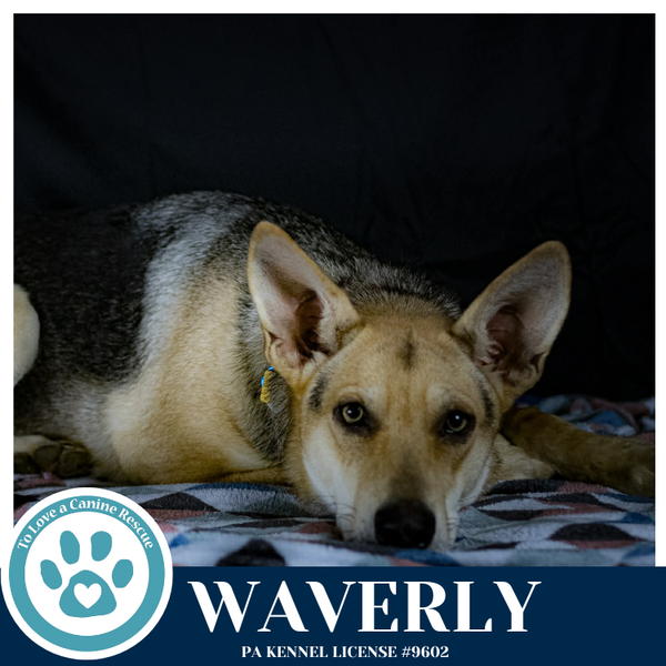 Waverly (The Wolf Pack) 011026