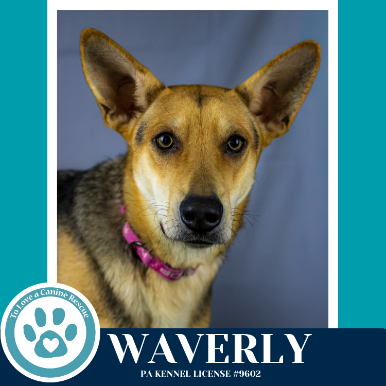 Waverly (The Wolf Pack) 011026 Image