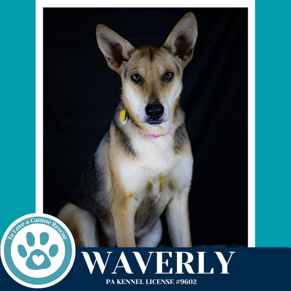 Waverly (The Wolf Pack) 011026
