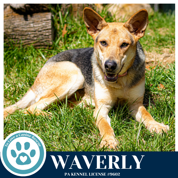 Waverly (The Wolf Pack) 011026