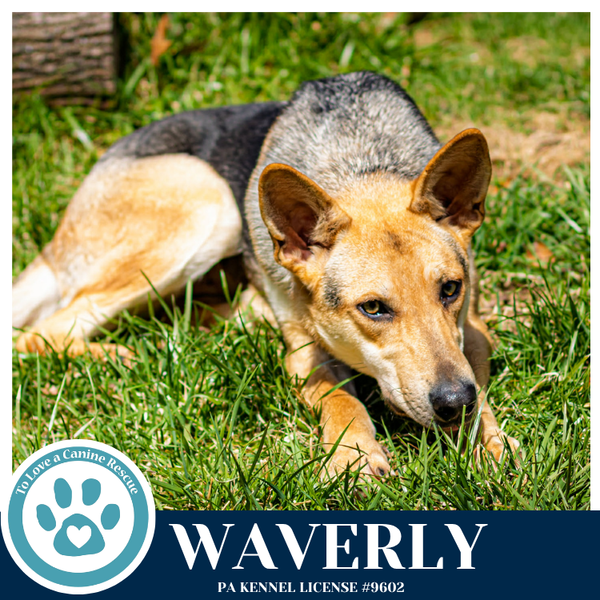 Waverly (The Wolf Pack) 011026