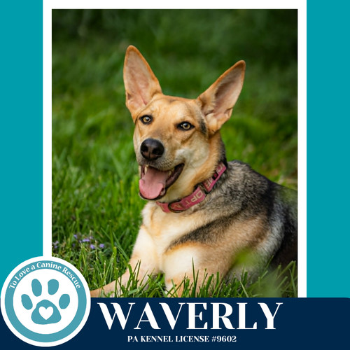 Waverly 011026, an adoptable German Shepherd Dog in Kimberton, PA