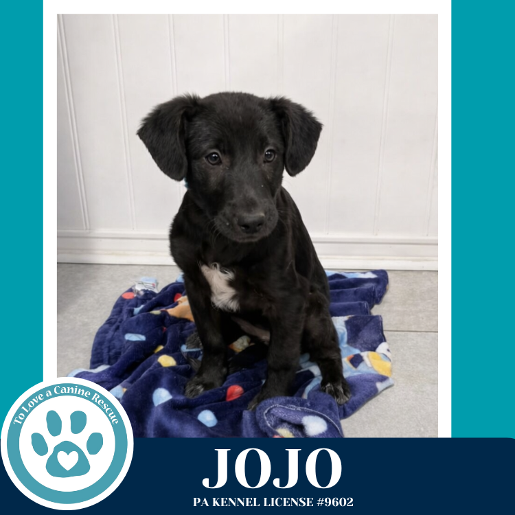 Jojo (Rydell Potato Pups) 012426 Image