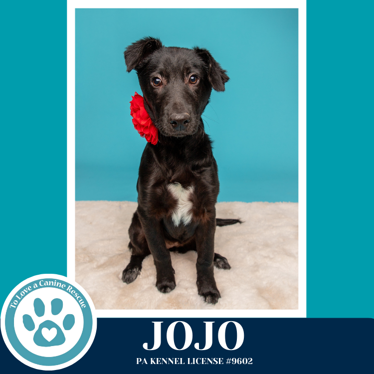 Jojo (Rydell Potato Pups) 012426