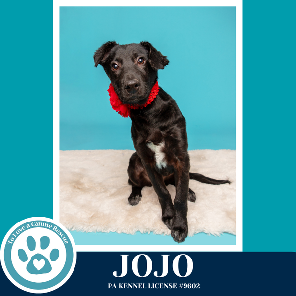 Jojo (Rydell Potato Pups) 012426