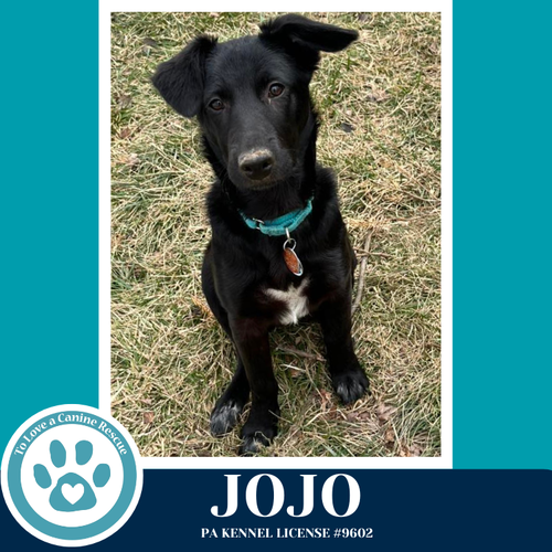Jojo (Rydell Potato Pups) 012426, an adoptable Labrador Retriever in Kimberton, PA