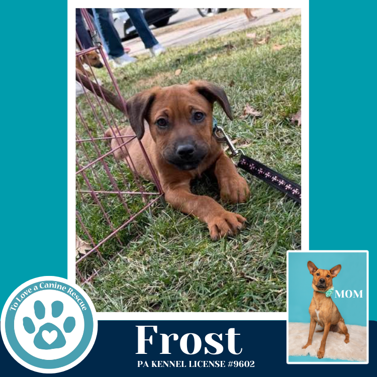 Frost (Miaâs Mini Meteorologists) 010326