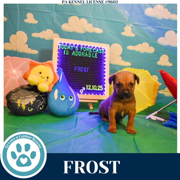 Frost (Miaâs Mini Meteorologists) 010326
