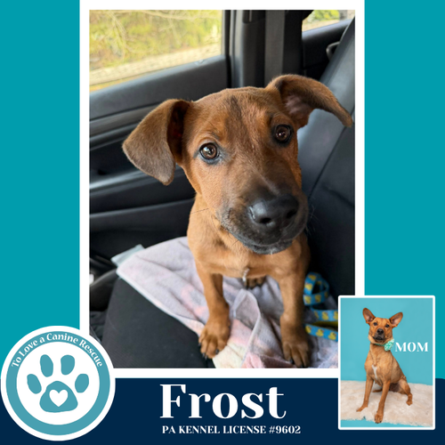 Frost (Miaâs Mini Meteorologists) 010326, an adoptable Shepherd in Kimberton, PA