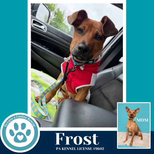 Frost (Miaâs Mini Meteorologists) 010326, an adoptable Shepherd in Kimberton, PA