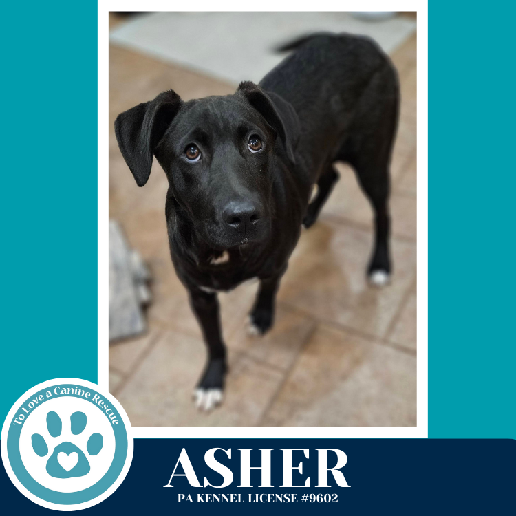 Asher (Be Mine Pups) 020726 Image