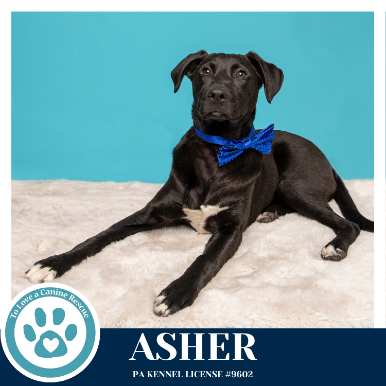 Asher (Be Mine Pups) 020726