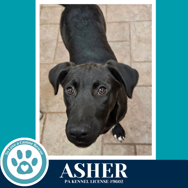Asher (Be Mine Pups) 020726