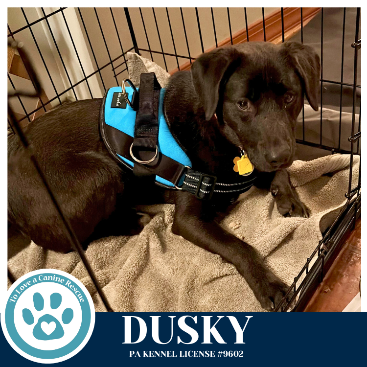 Dusky 020726