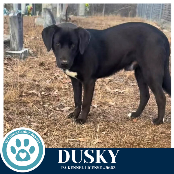 Dusky 020726